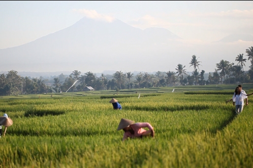 rice fields